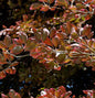  Rosa-dunkelrote Buche Roseomarginata 40-60cm - Fagus Sylvatica