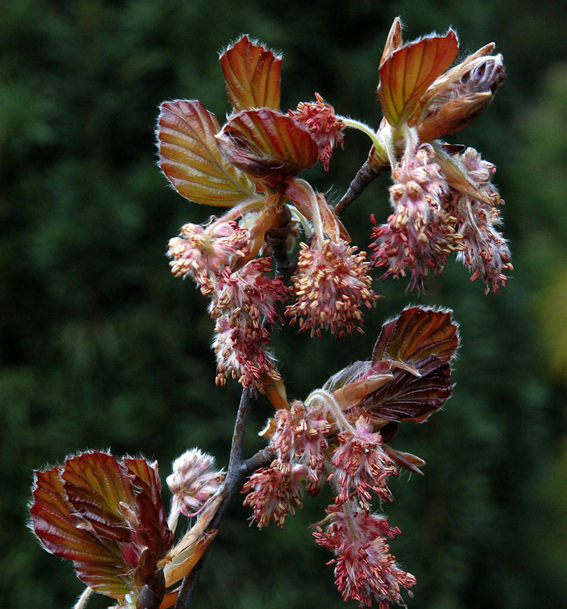  Rotlaubige Buche Long Red 40-60cm - Fagus Sylvatica