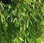  Gartenbambus Jiuzhaigou-1 100-125cm - Fargesia