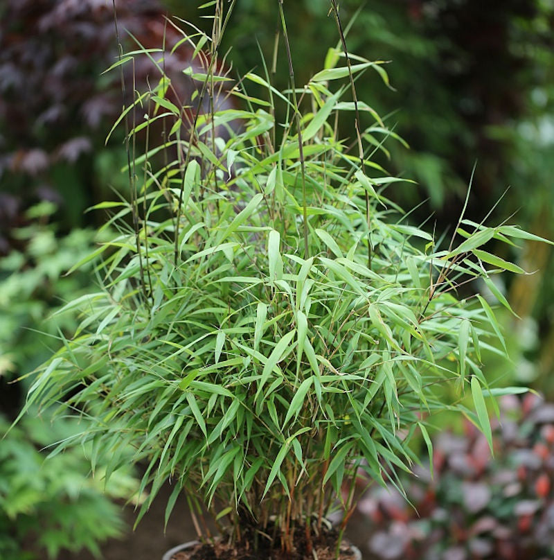  Gartenbambus Asian Wonder 80-100cm - Fargesia Scabrida