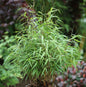  Gartenbambus Asian Wonder 100-125cm - Fargesia Scabrida