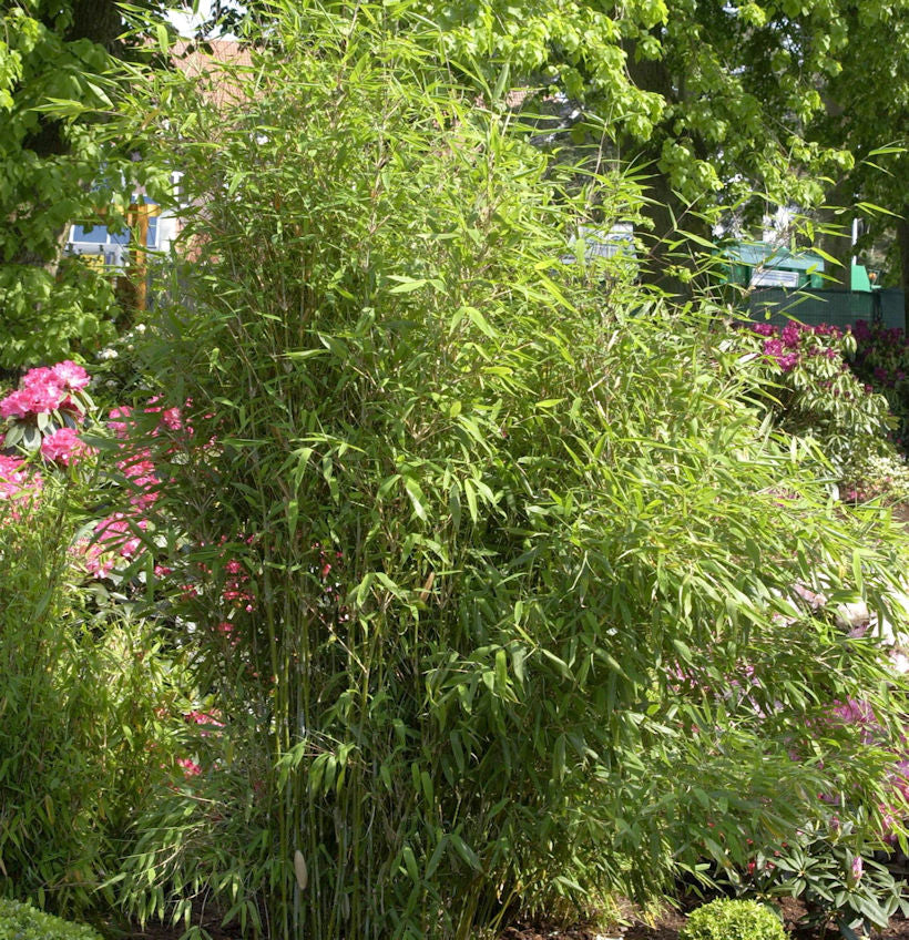  Gartenbambus Simba 80-100cm - Fargesia Murielae