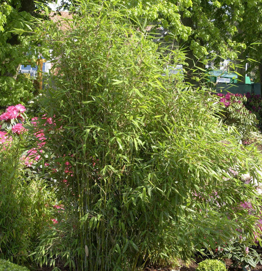  Gartenbambus Simba 80-100cm - Fargesia Murielae