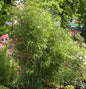  Gartenbambus Simba 60-80cm - Fargesia Murielae
