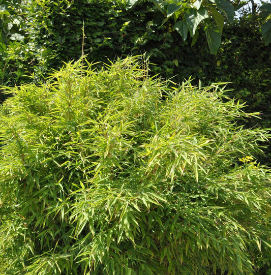  Wasserfall Bambus 125-150cm - Fargesia Denudata