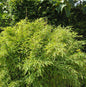  Wasserfall Bambus 125-150cm - Fargesia Denudata
