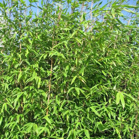  Wickinger Gartenbambus 125-150cm - Fargesia Hybrid