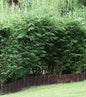  Blauer Drachenschuppenbambus Blue Lizard® 125-150cm - Fargesia Murielae