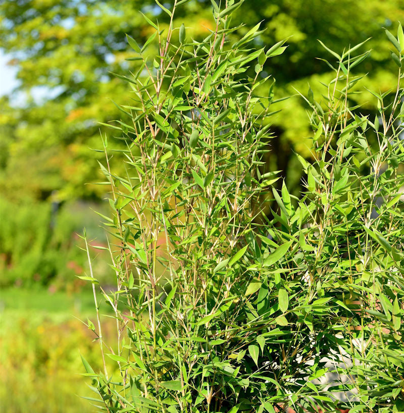  Schirmbambus Hobbys Favorit 60-80cm - Fargesia Murielae