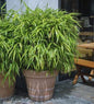  Schirmbambus Pingwu 60-80cm - Fargesia Murielae