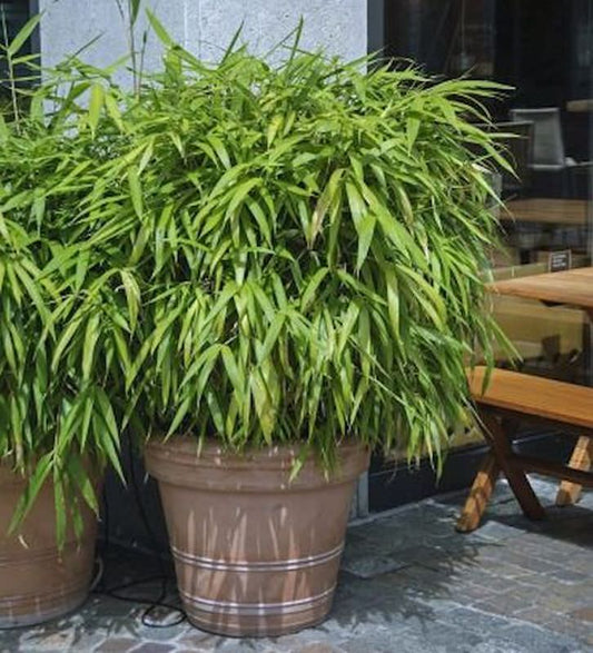  Schirmbambus Pingwu 80-100cm - Fargesia Murielae