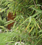  Roter Zebrabambus Red Zebra® 80-100cm - Fargesia Murielae