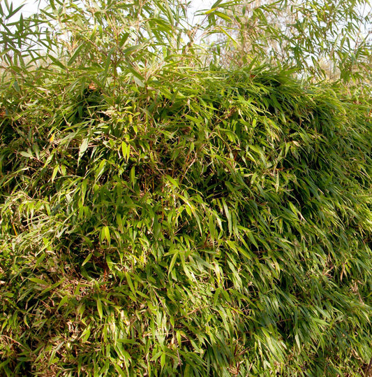  Gartenbambus Rufa 80-100cm - Fargesia Murielae