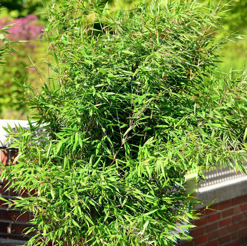  Gartenbambus Schwarzgrün 40-60cm - Fargesia Murielae