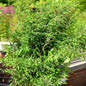  Gartenbambus Schwarzgrün 40-60cm - Fargesia Murielae