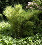  Gartenbambus Standing Stone 40-60cm - Fargesia Murielae