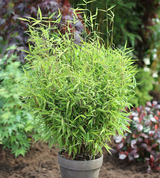  Gartenbambus Bimbo 40-60cm - Fargesia Murielae