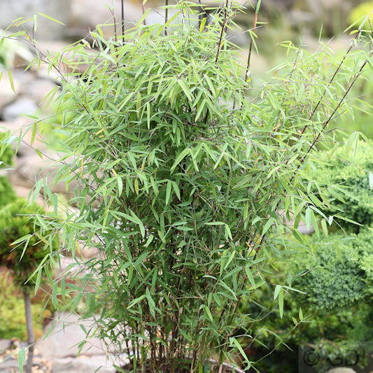  Schirmbambus 40-60cm - Fargesia Murielae