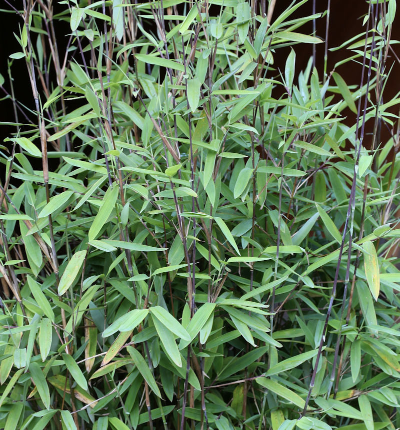  Schwarzer Gartenbambus Black Pearl 80-100cm - Fargesia Nitida