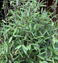  Schwarzer Gartenbambus Black Pearl 80-100cm - Fargesia Nitida