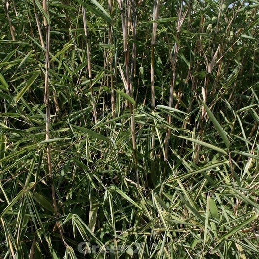  Gartenbambus Great Wall 80-100cm - Fargesia Nitida