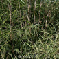  Gartenbambus Great Wall 80-100cm - Fargesia Nitida