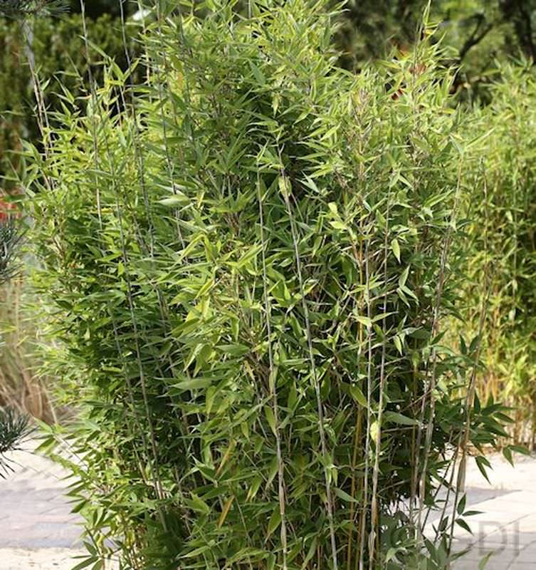  Gartenbambus Obelisk® 125-150cm - Fargesia Nitida