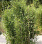  Gartenbambus Obelisk® 60-80cm - Fargesia Nitida
