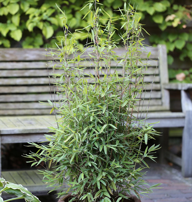  Kugeliger Gartenbambus Volcano 100-125cm - Fargesia Nitida