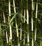  Hoher Heckenbambus Campbell 60-80cm - Fargesia Robusta