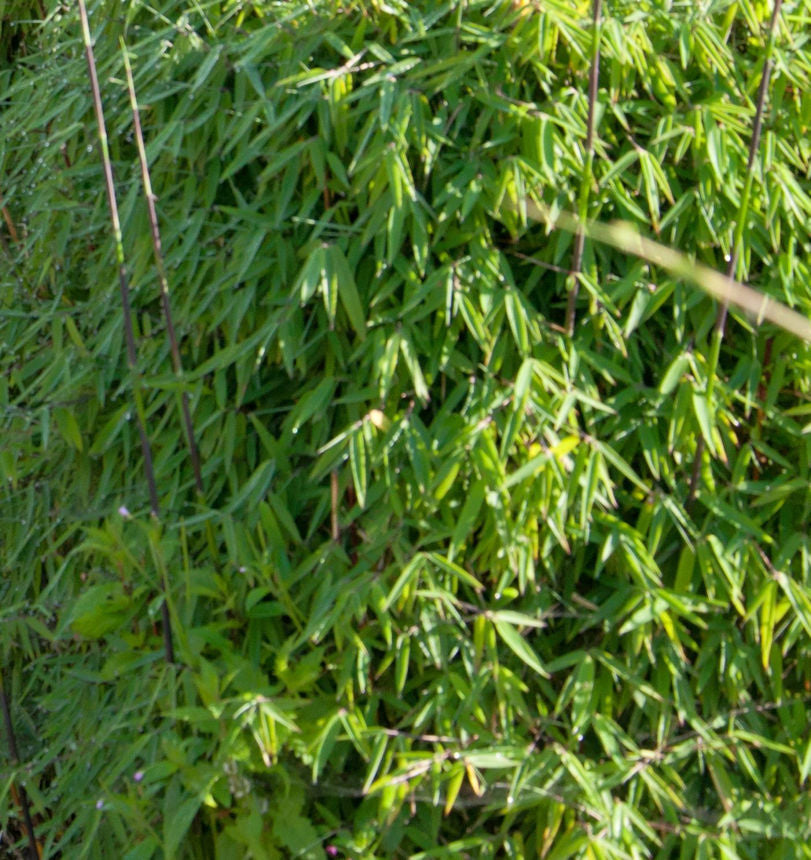  Gartenbambus Black Cherry 60-80cm - Fargesia Speciosa