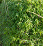  Gartenbambus Black Cherry 60-80cm - Fargesia Speciosa