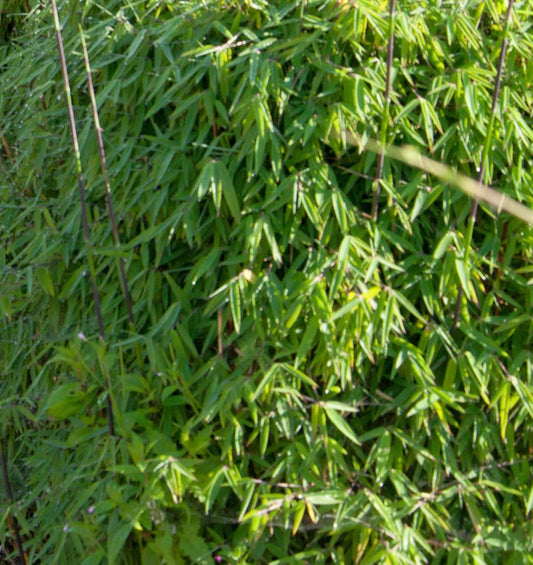  Gartenbambus Black Cherry 80-100cm - Fargesia Speciosa