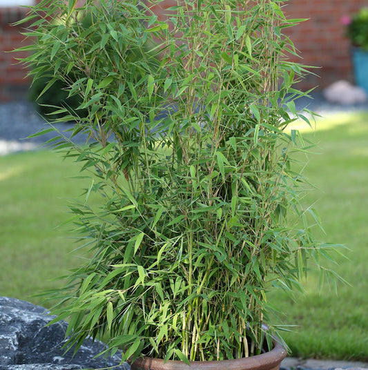  Roter Bambus Jiuzhaigou Deep Purple®80-100cm - Fargesia Speciosa