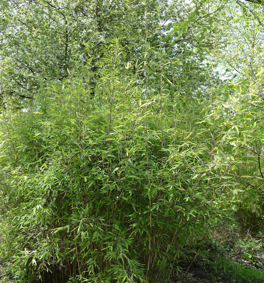  Malachite Bambus Monkeys® 80-100cm - Fargesia Speciosa