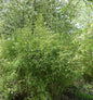  Malachite Bambus Monkeys® 100-125cm - Fargesia Speciosa