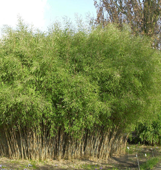  Schwarzer Gartenbambus 125-150cm - Fargesia Nitida