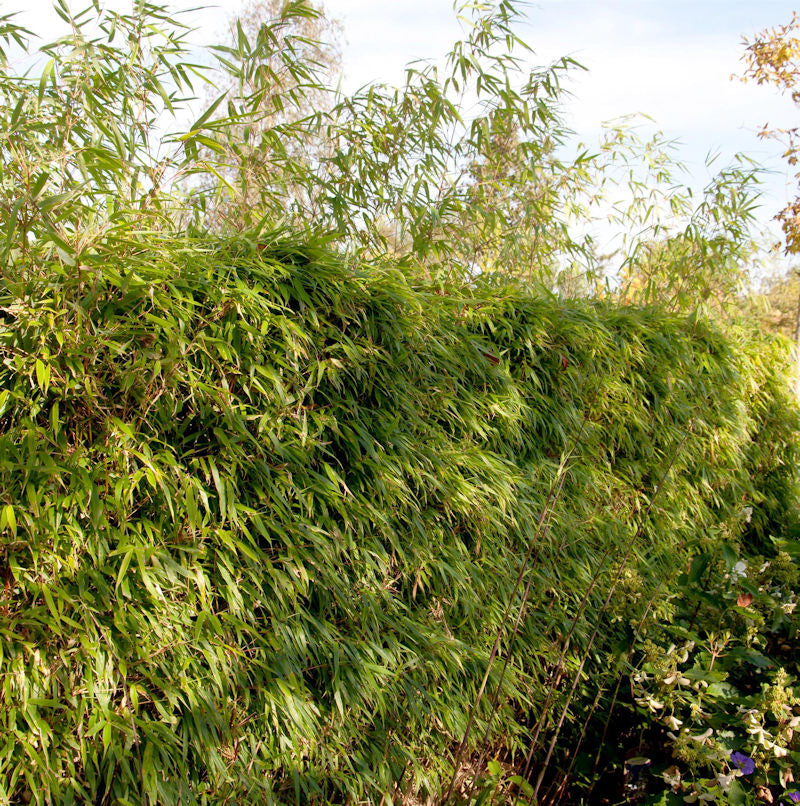  Heckenbambus 80-100cm - Fargesia Rufa