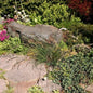  Regenbogenschwingel Red Point - Großer Topf - Festuca Amethystina