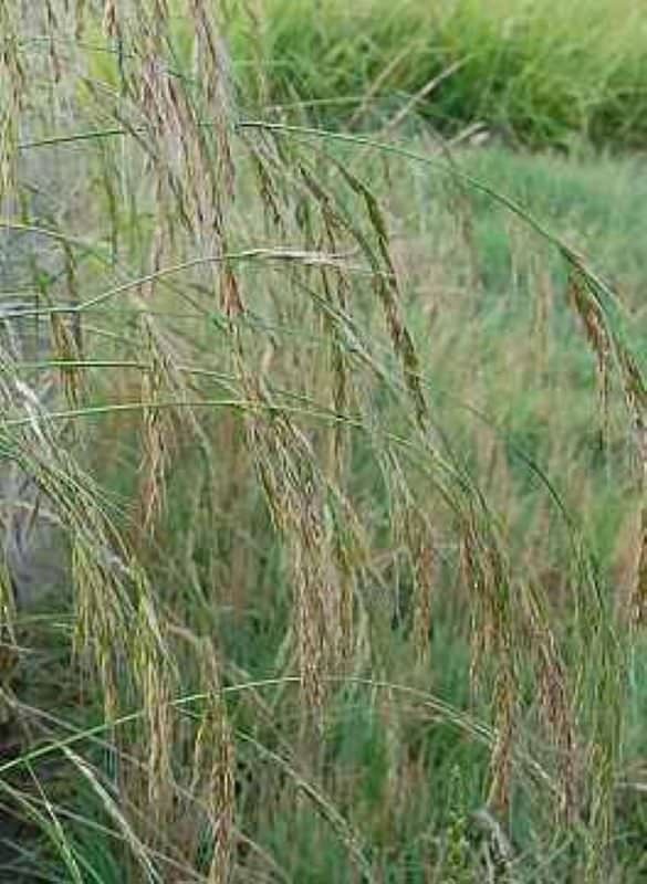  Riesenschwingel - Festuca Gigantea