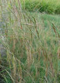  Riesenschwingel - Festuca Gigantea