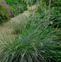 Atlasschwingel - Festuca Mairei