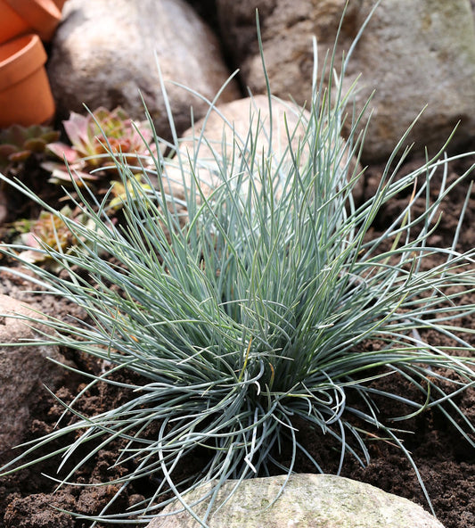  Blauschwingel Eisvogel - Festuca Ovina