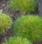  Bärenfellschwingel - Festuca Gautieri