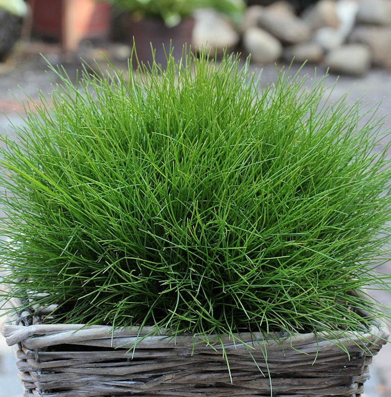  Bärenfell Schwingel - Großer Topf - Festuca Scoparia