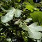  Feigenbaum Brown Turkey 80-100cm - Ficus Carica