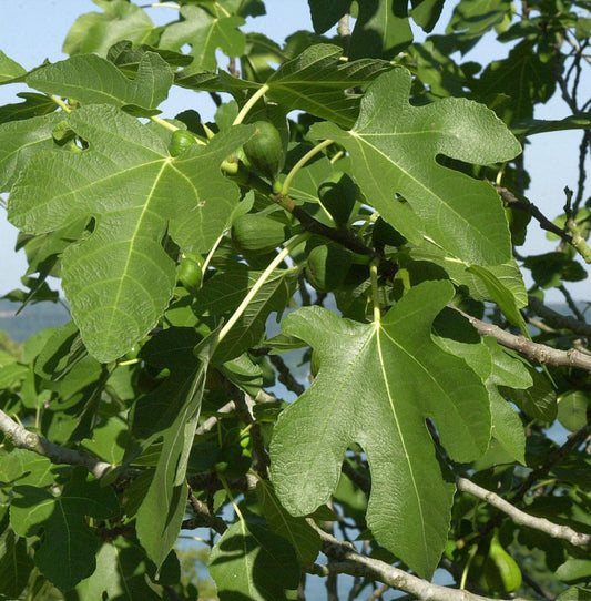 Hochstamm Feigenbaum Bornholms Diamant 100-125cm - Ficus Carica
