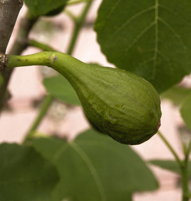  Hochstamm Feigenbaum Little Miss Figgy 60-80cm - Ficus Carica