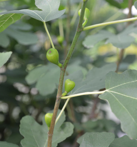  Hochstamm Echter Feigenbaum 60-80cm - Ficus Carica