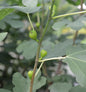  Hochstamm Echter Feigenbaum 60-80cm - Ficus Carica